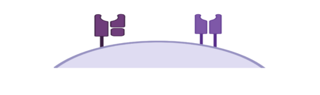 antigen presenting cells